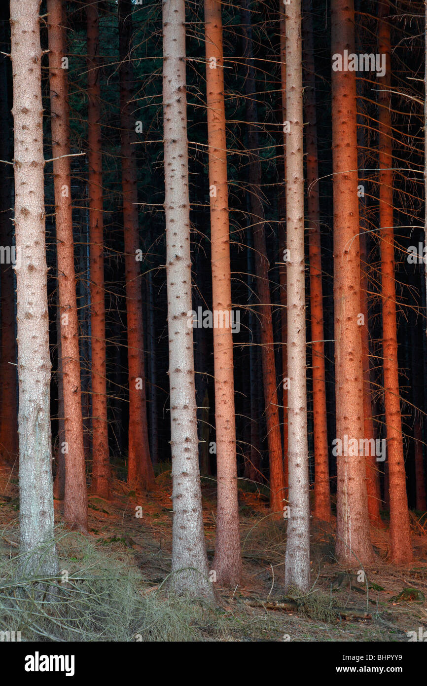 Fir Tree Stems (Picea abies), in glow of setting sun, Germany Stock