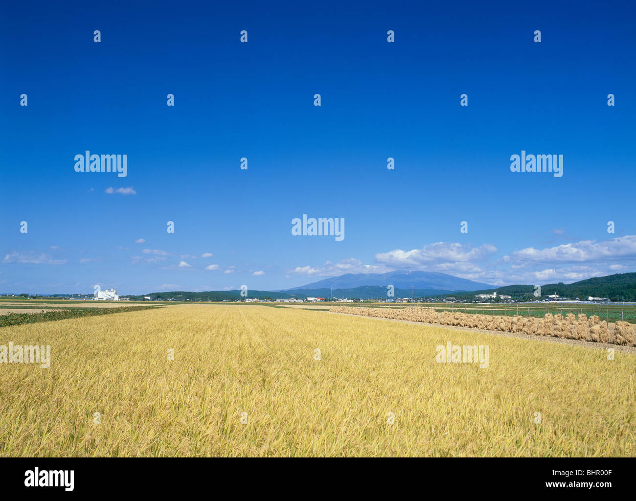 Rice Field, Sakata, Yamagata, Japan Stock Photo - Alamy