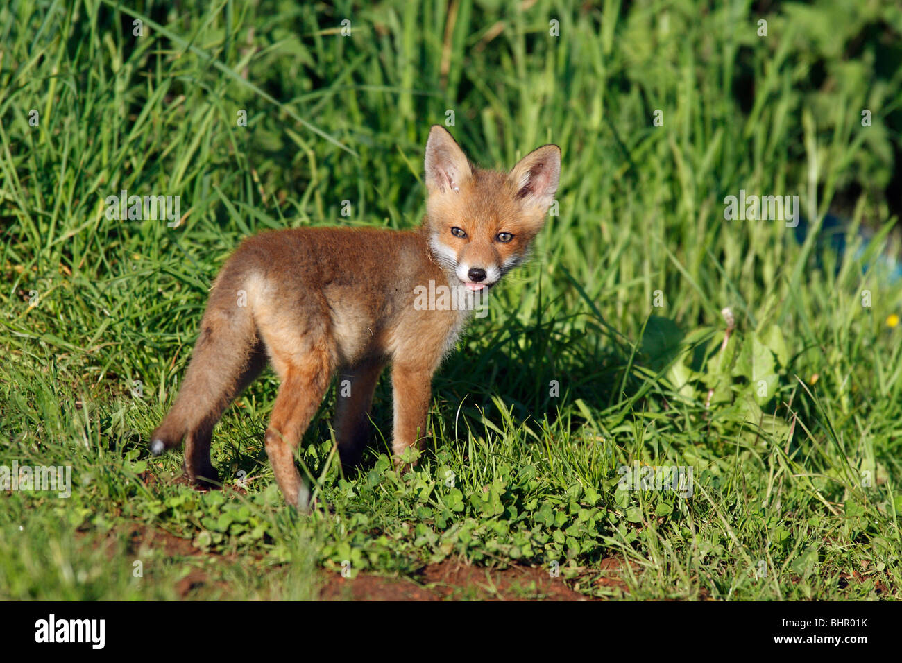 European Red Fox Vulpes Vulpes Cub Sticking Tongue Out Hessen Germany Stock Photo Alamy