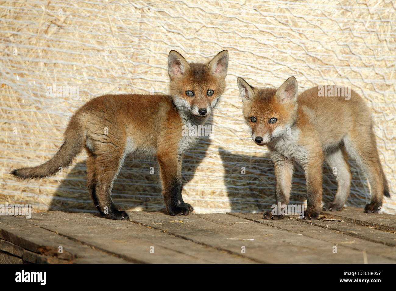 European Red Fox (Vulpes vulpes), two cubs in barn, Hessen, Germany Stock Photo