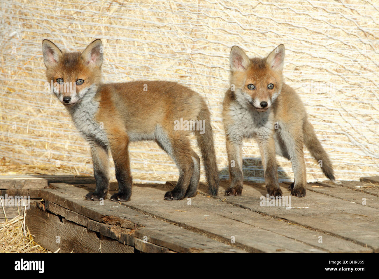 European Red Fox (Vulpes vulpes), two cubs in barn, Hessen, Germany Stock Photo