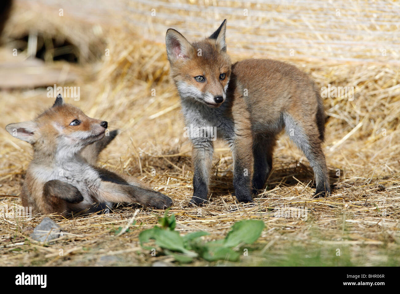 European Red Fox (Vulpes vulpes), two cubs playing in barn, Hessen, Germany Stock Photo