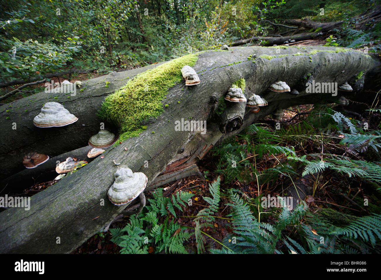 Artist's Fungus (Ganoderma applanatum), growing on dead beech tree stem Stock Photo