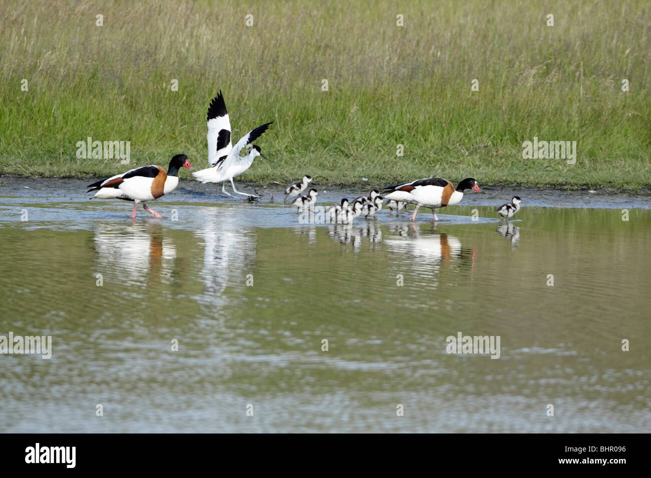 Avocet (Recurvirostra avosetta), chasing off Shelduck (Tadorna tadorna), family, Texel, Holland Stock Photo