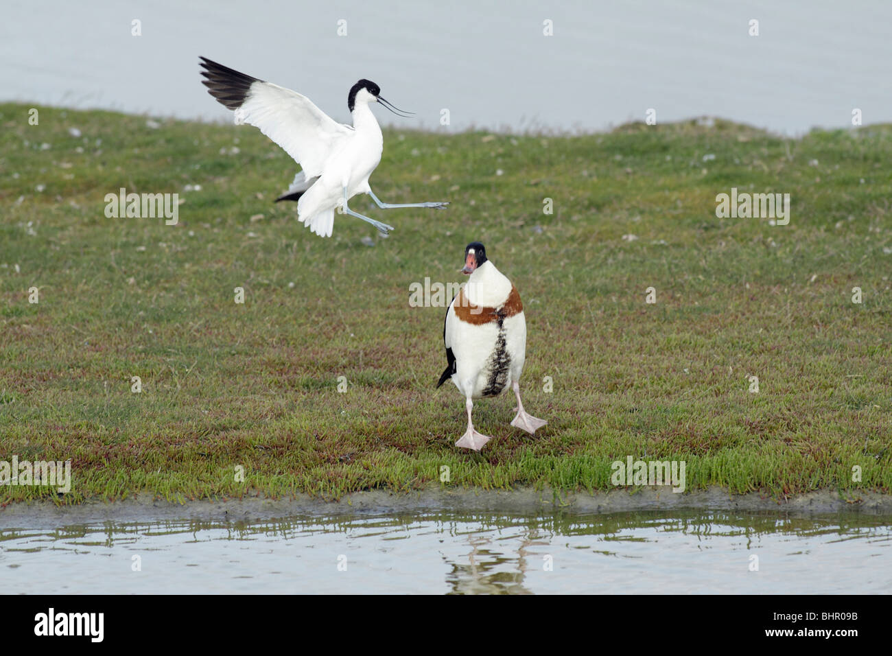 Avocet (Recurvirostra avosetta), and Shelduck (Tadorna tadorna), fighting, Texel, Holland Stock Photo