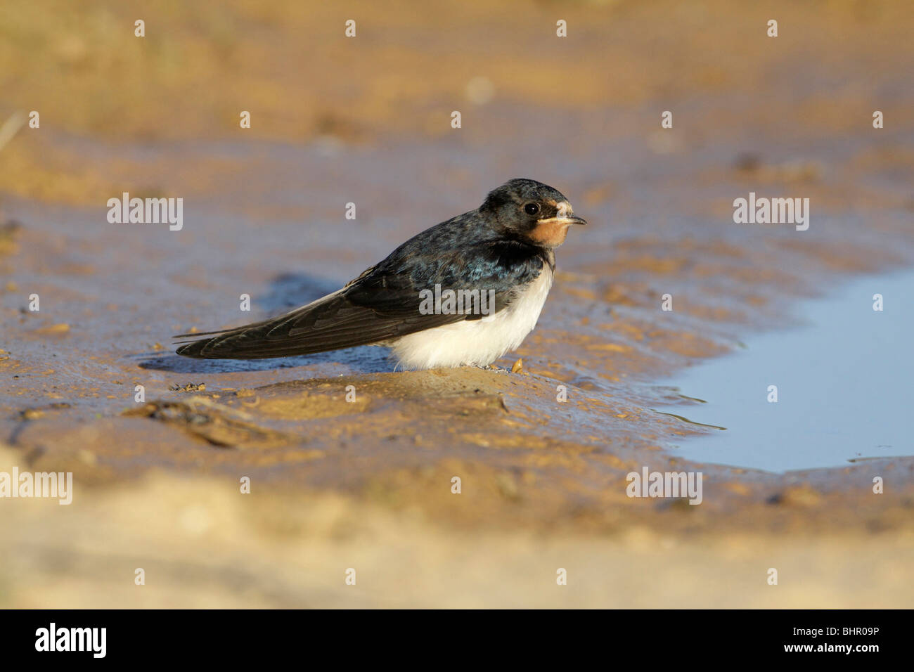 Barn swallow - Wikipedia