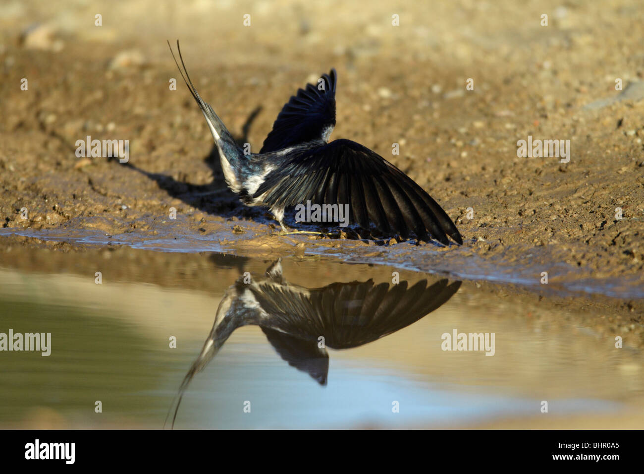 Barn Swallow (Hirundo rustica), collecting nest material from pool, Portugal Stock Photo