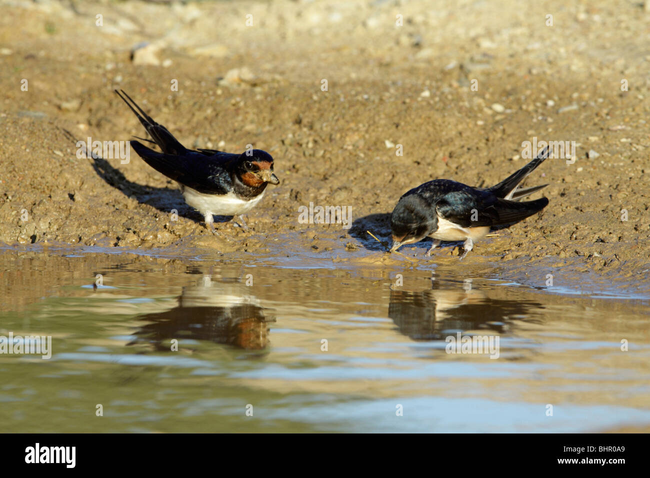 Barn Swallow (Hirundo rustica), collecting nest material from pool with juvenile, Portugal Stock Photo