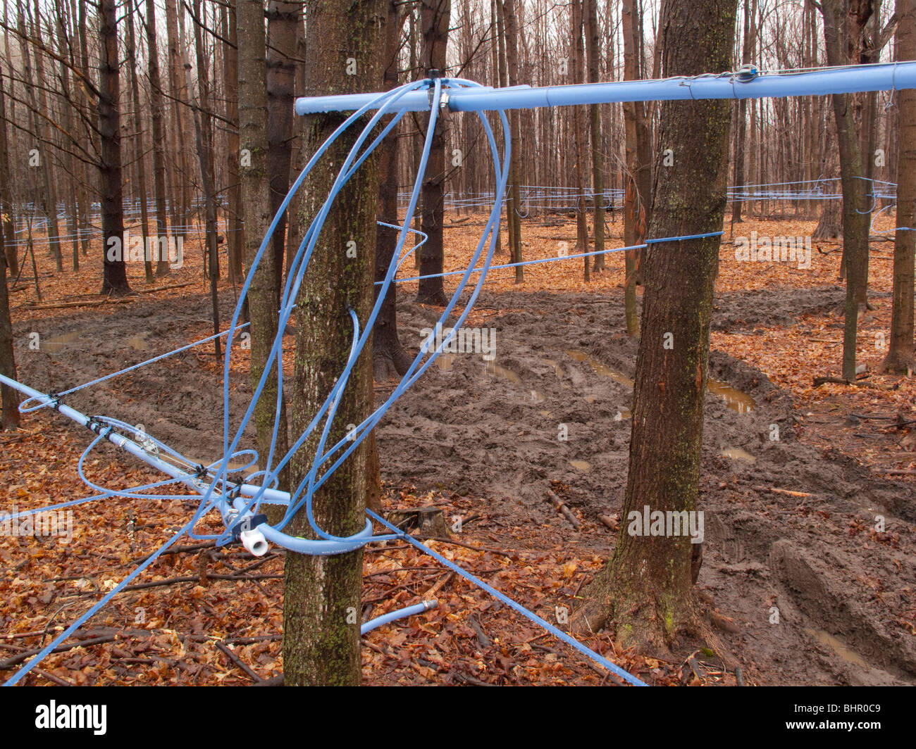 Maple syrup lines hires stock photography and images Alamy