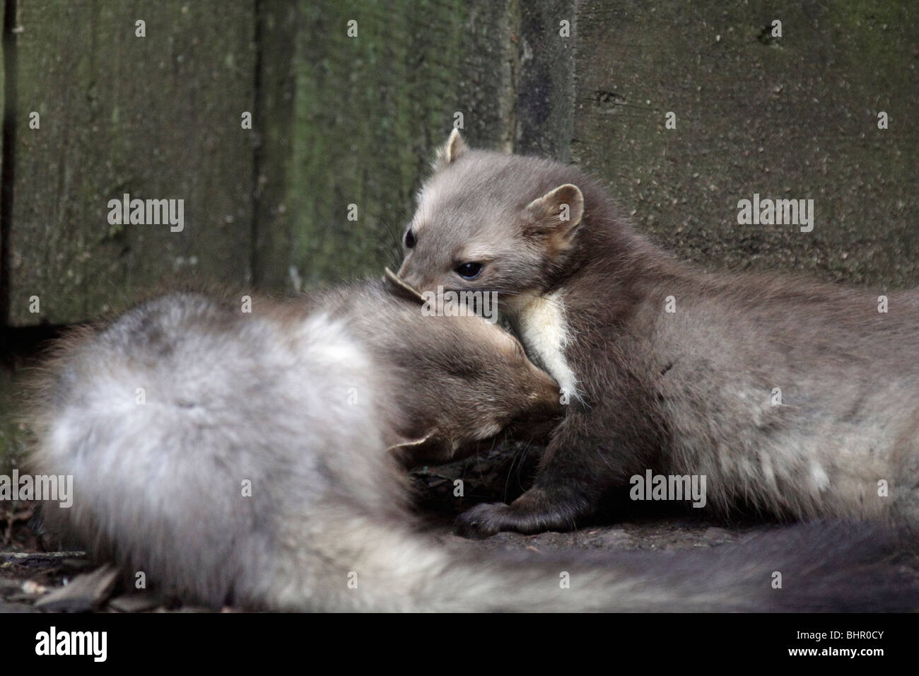 European Beech / Stone Marten (Martes foina), two playing together, Germany Stock Photo