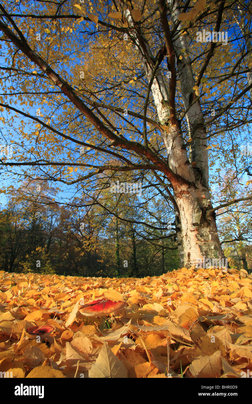 Silver Birch Tree (Betula pendula), leaves on ground with Fly Agaric (Amanita muscaria), in autumn, Germany Stock Photo