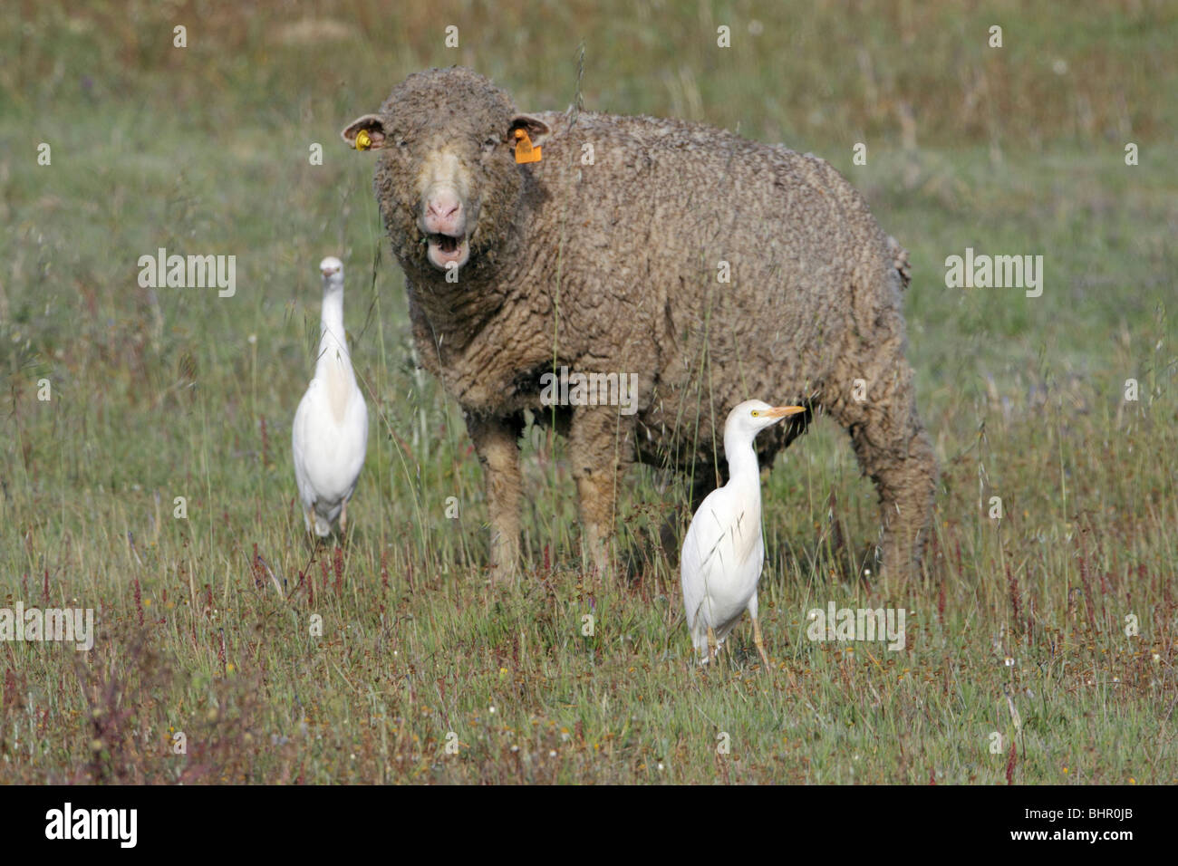 Cattle Egret (Bubulcus ibis), two birds feeding beside merino sheep, Portugal Stock Photo