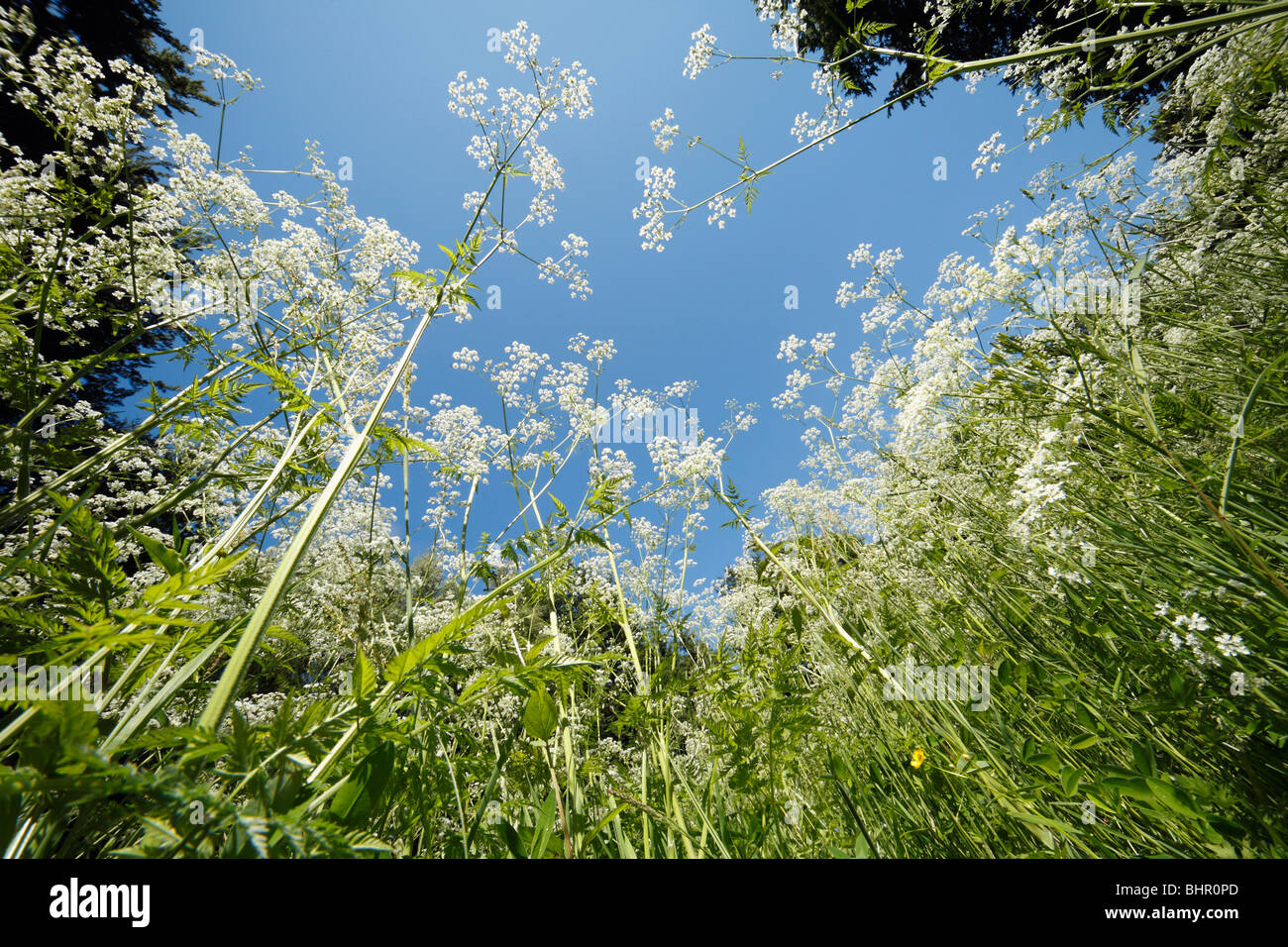 Cow Parsley (Anthriscus sylvestris), growing in forest glade, Germany