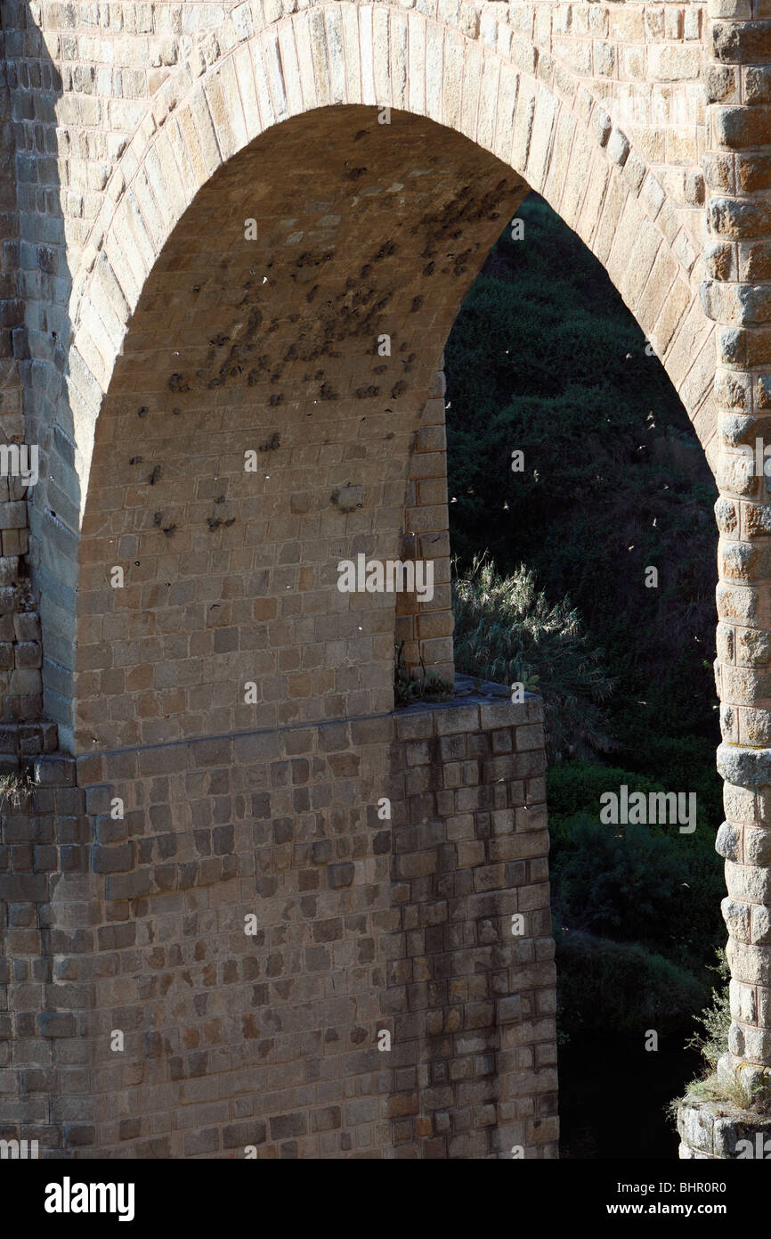 Crag Martin, (Hirundo rupestris), nesting colony under arch of bridge, Extremadura, Spain Stock Photo