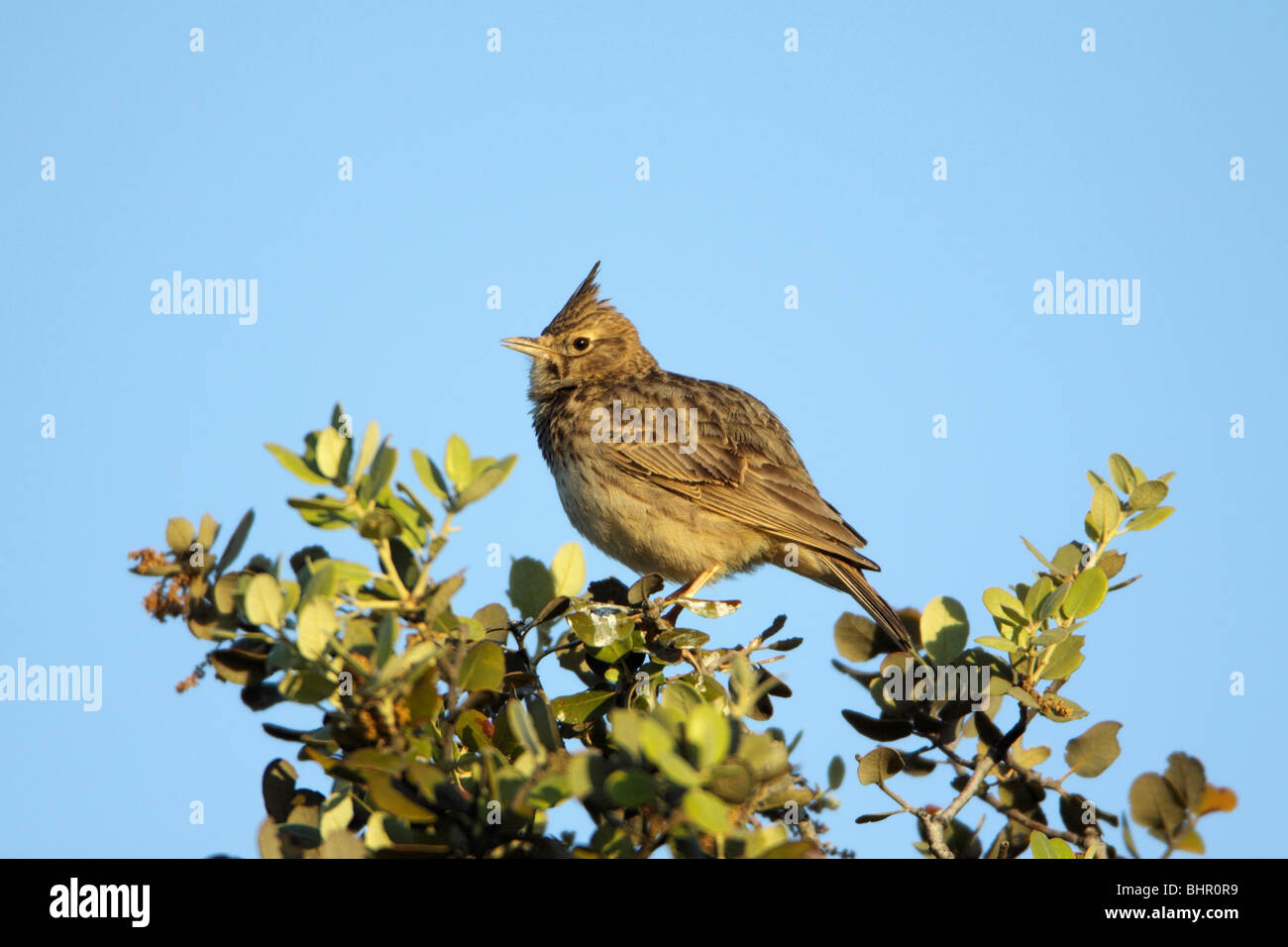 Crested Lark (Galerida cristata), perched on Holm Oak, singing, Portugal Stock Photo