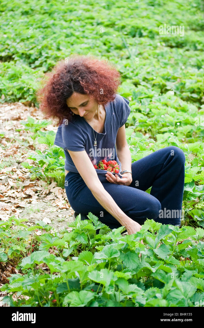 Woman picking strawberries in a t-shirt Stock Photo - Alamy