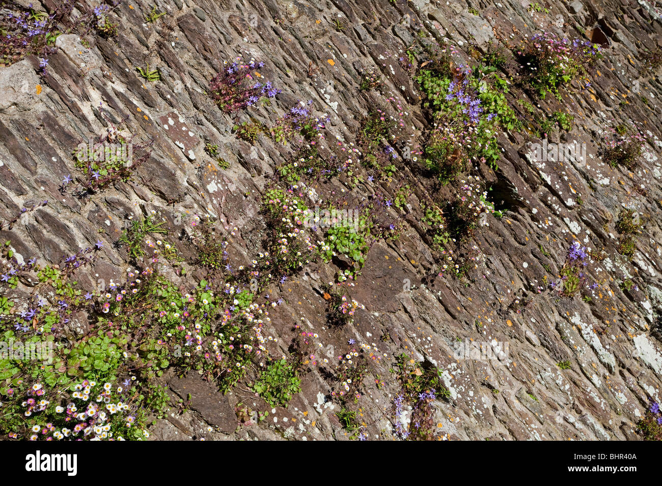 Wild Flowers growing on an Ancient Stone Wall, Dartmouth, South Hams, Devon, England, United Kingdom Stock Photo