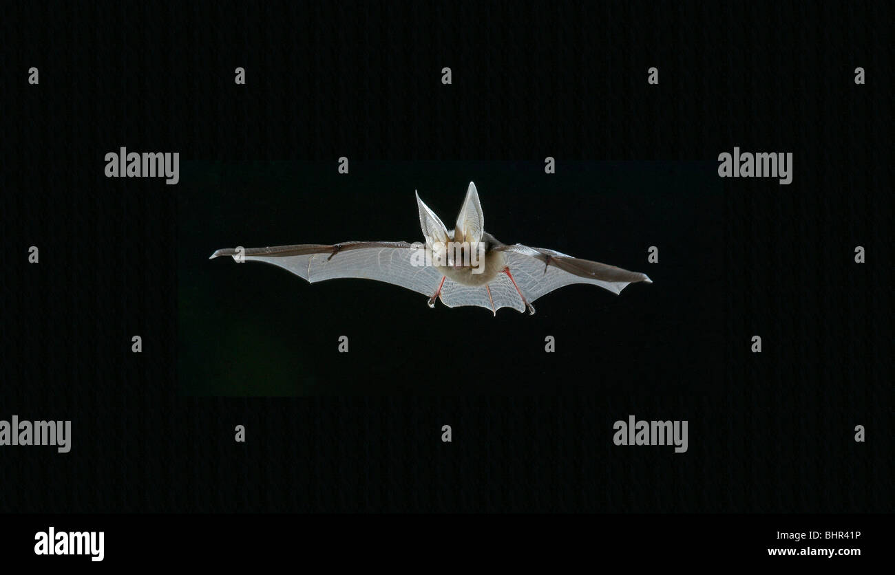 Long eared bat in flight Plecotus auritus Stock Photo