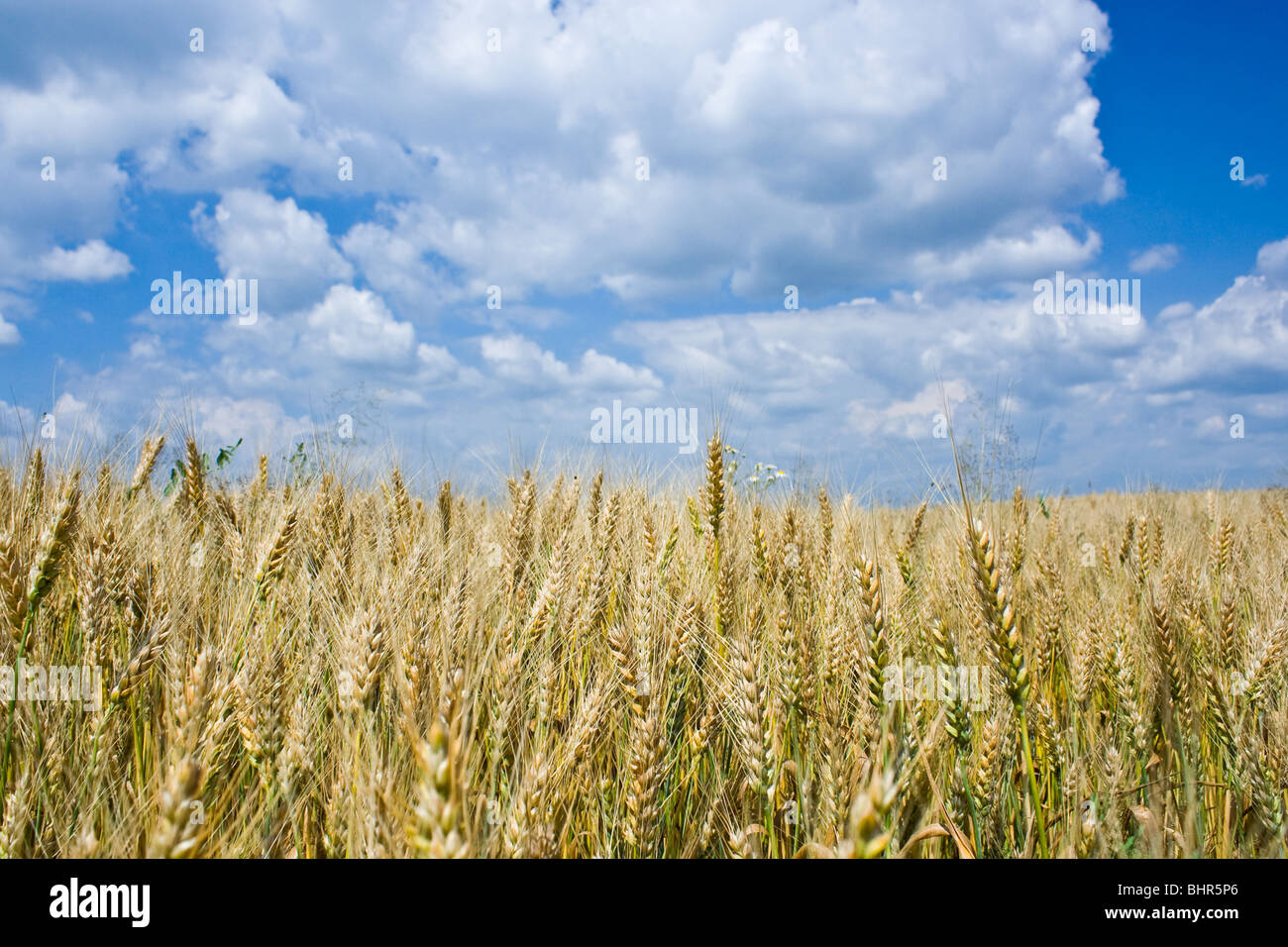 Wheat field under blue sky with white clouds Stock Photo - Alamy