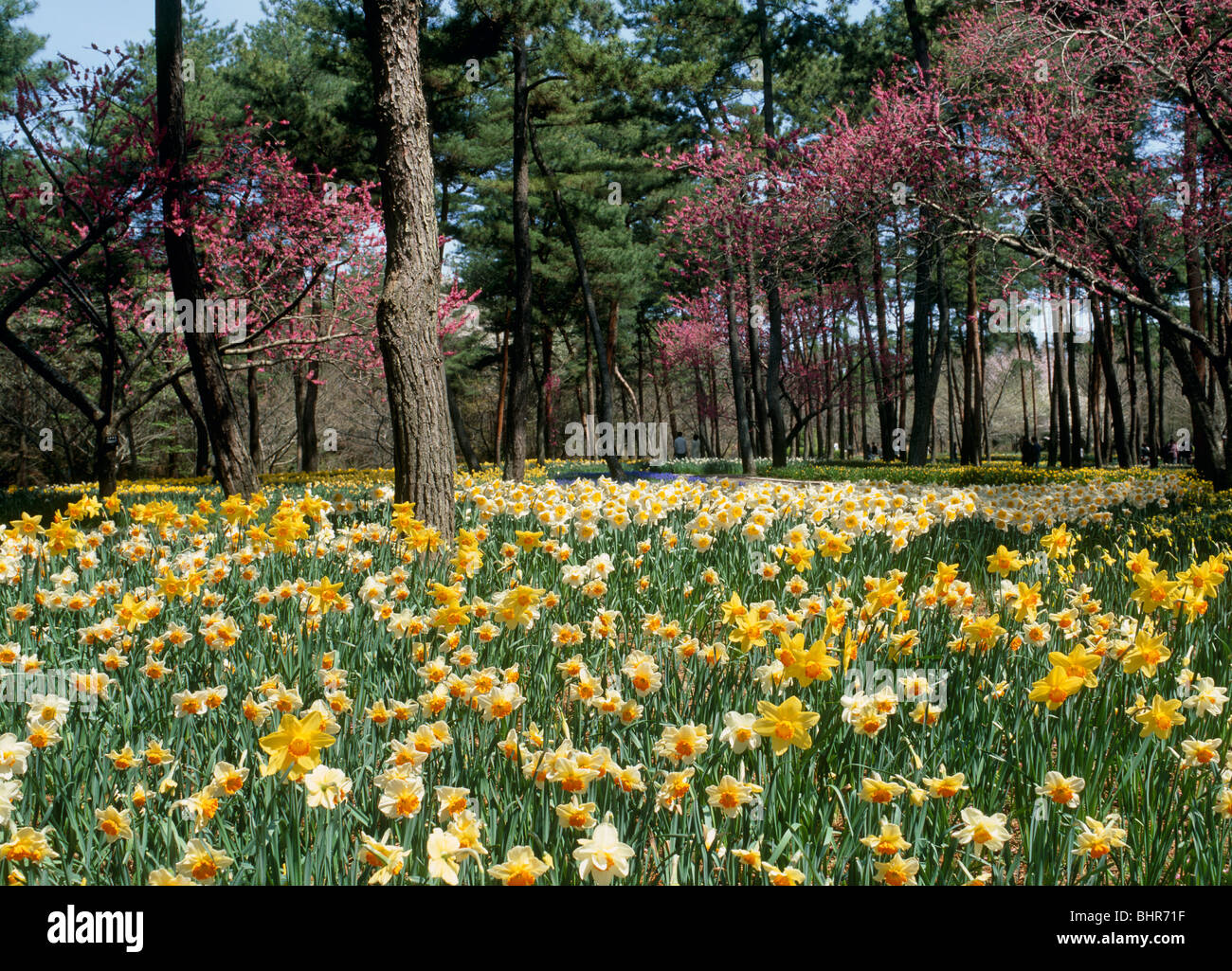 Daffodil, Hitachinaka, Ibaraki, Japan Stock Photo