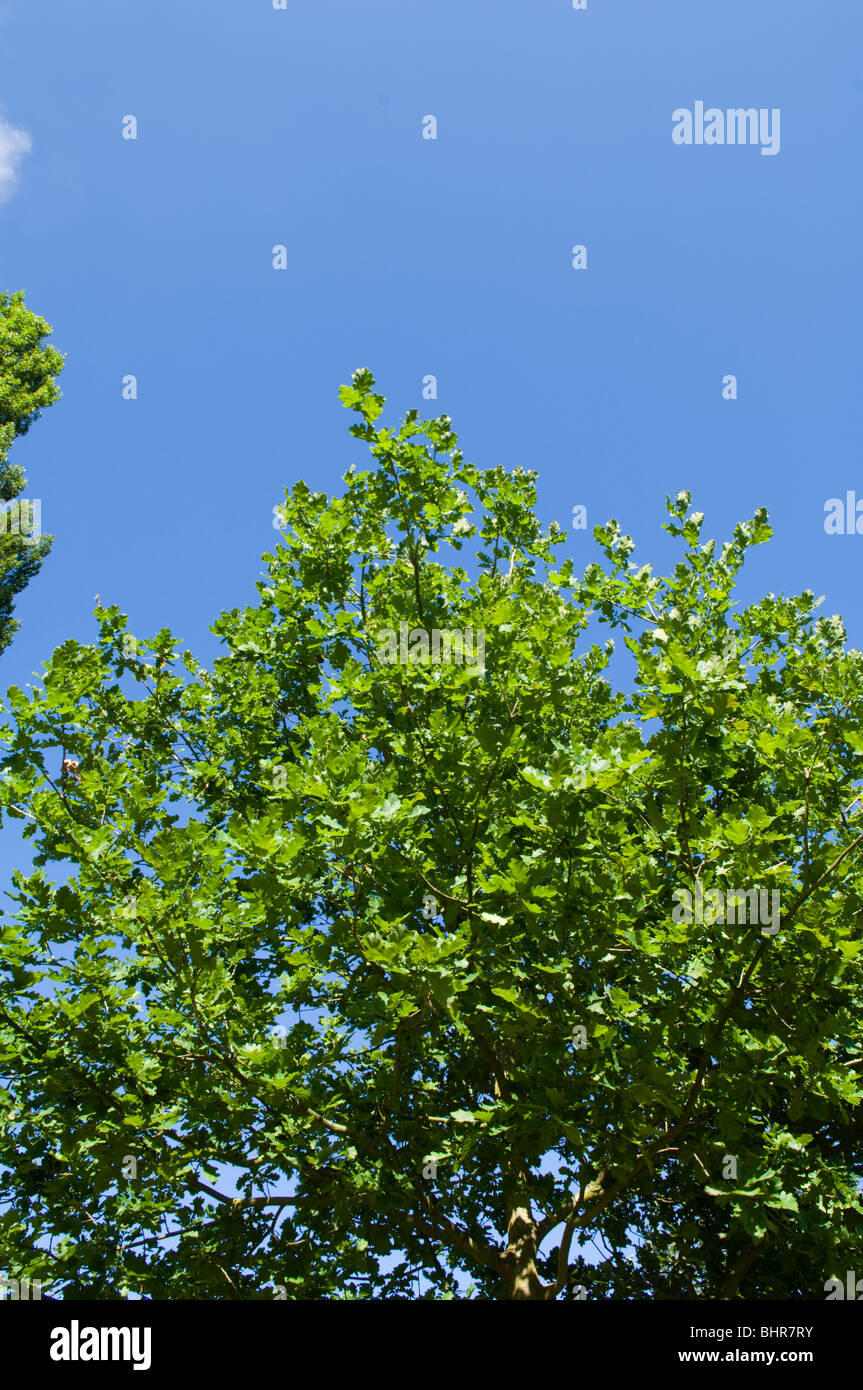 Oak (Quercus) tree against a deep blue summer sky Stock Photo - Alamy