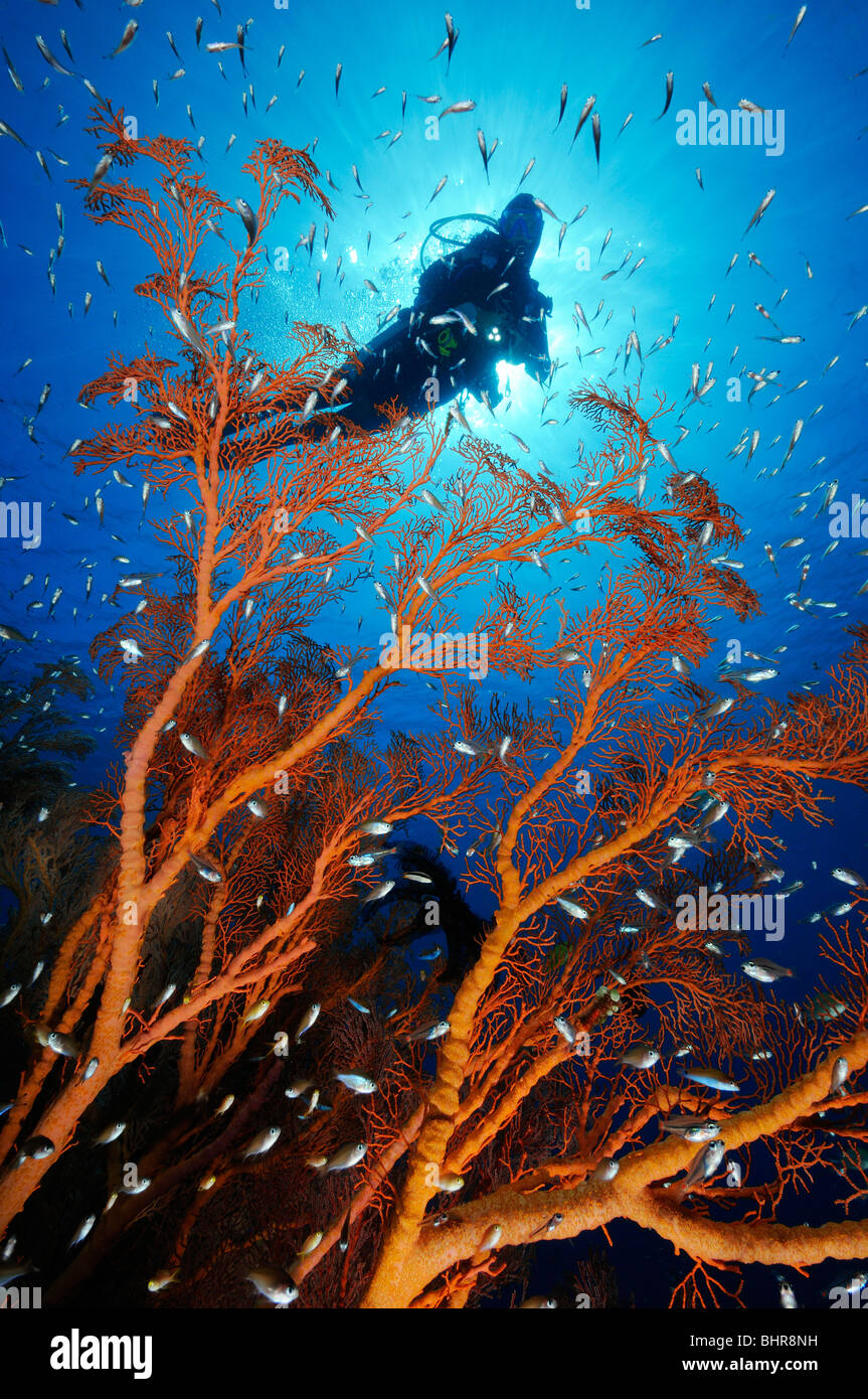 scuba diver with Knotted fan coral and Pigmy sweeper, Jemeluk, Cemeluk, Amed, Bali Stock Photo