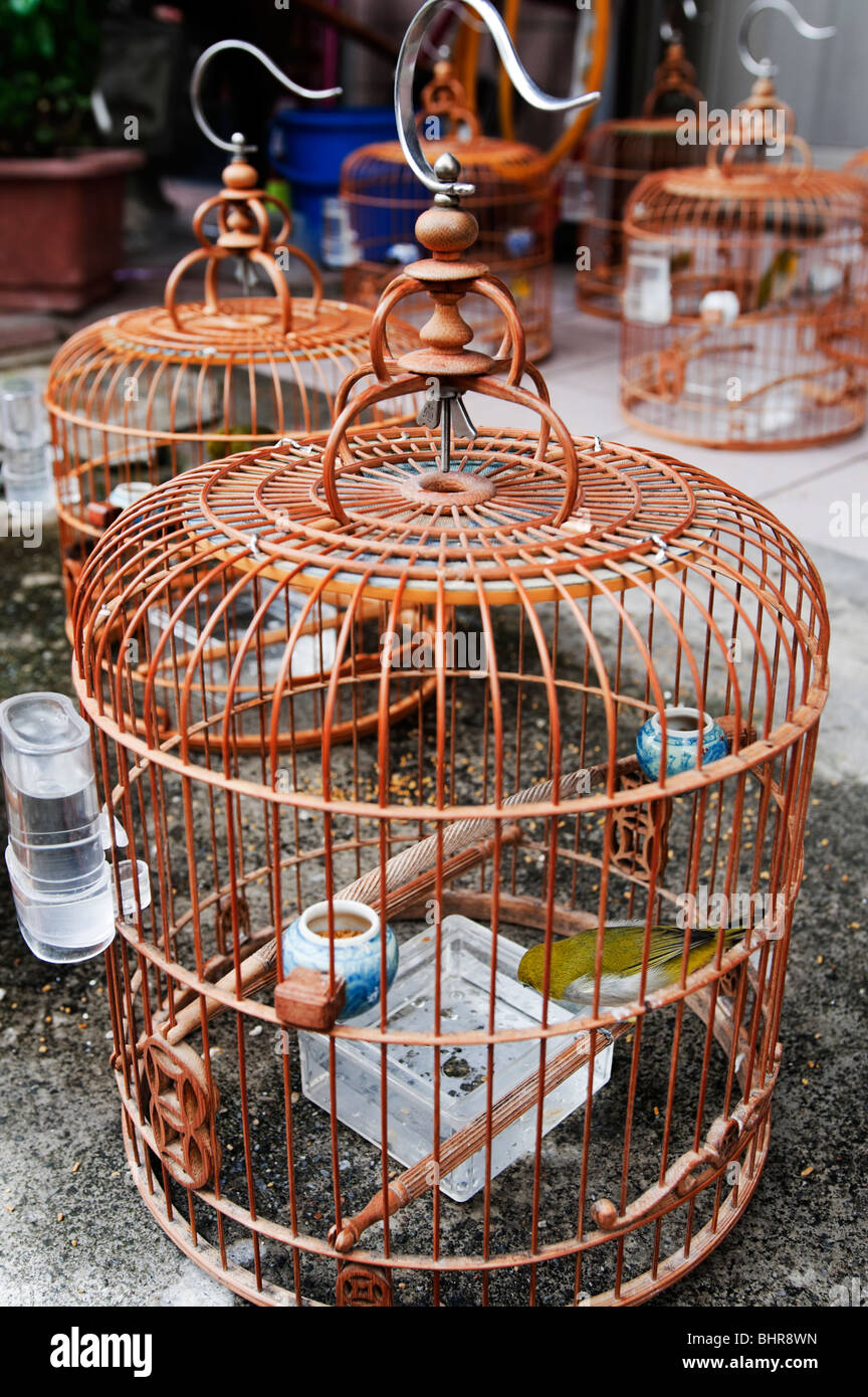 Captive white eye birds in bamboo cages, Taipei, Taiwan Stock Photo