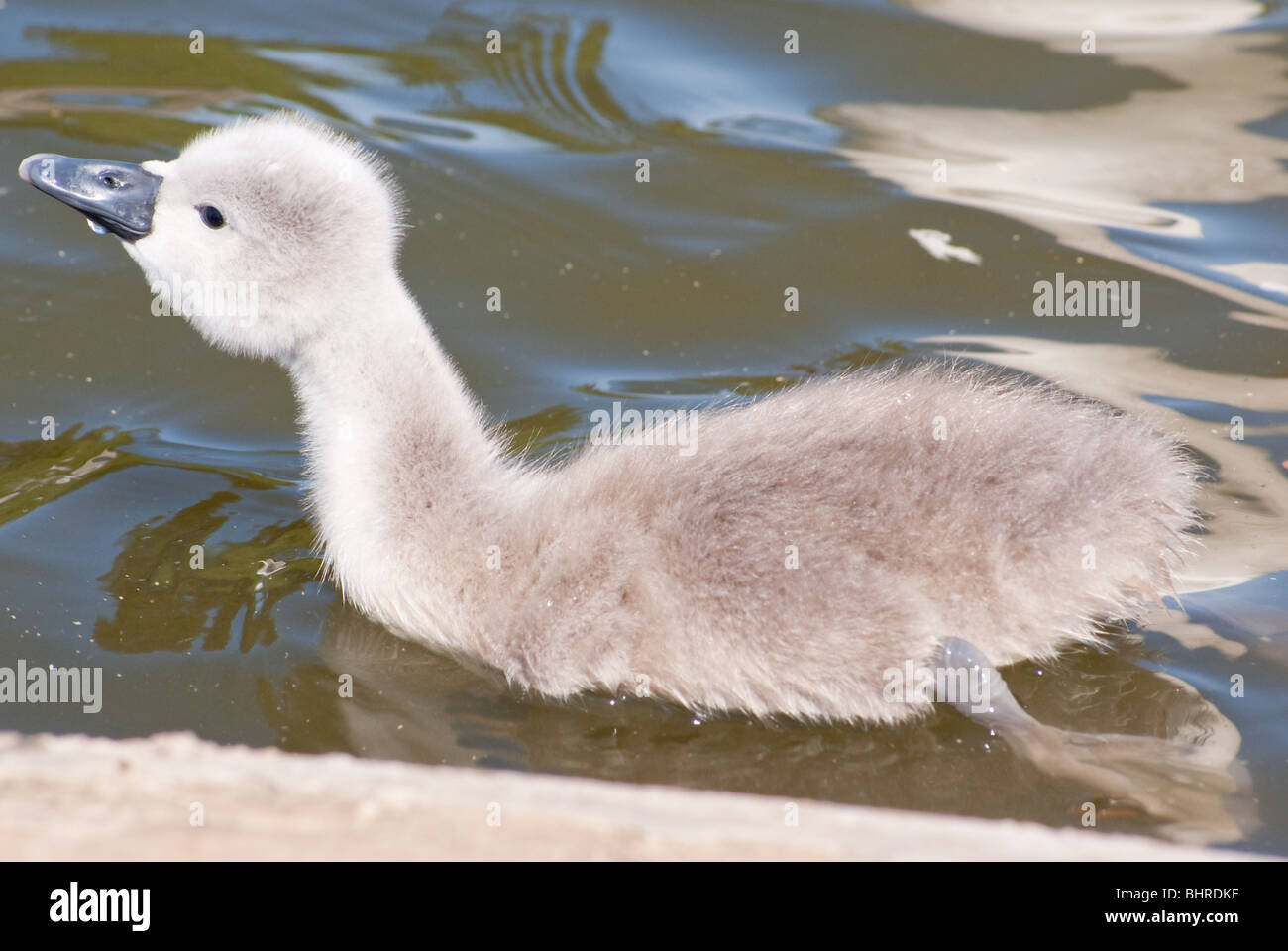A Cygnet Stock Photo