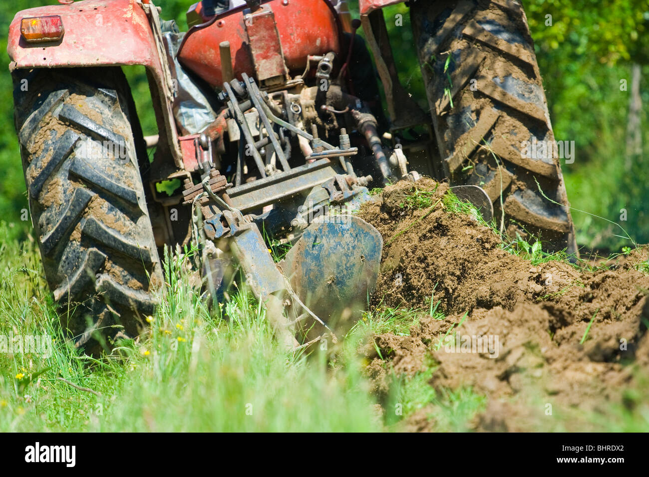 Old farmer plowing between trees in an orchard Stock Photo Alamy
