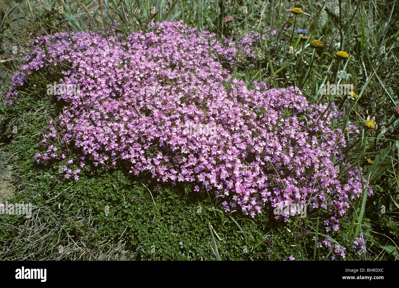 Wild thyme (Thymus polytrichus (= drucei): Lamiaceae) on a rock UK Stock Photo