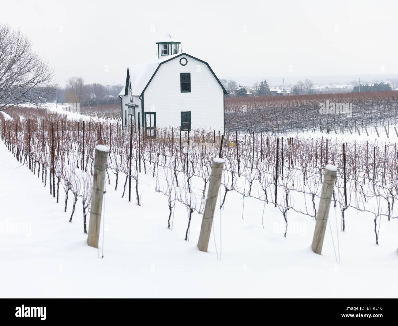Canada,Ontario,Beamsville,Niagara Region,grape vineyards in winter Stock Photo