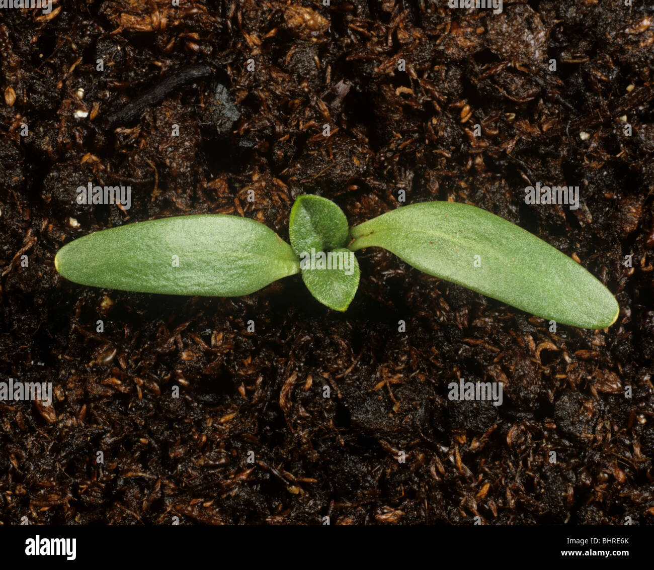 Spiny cocklebur (Xanthium spinosum) seedling cotyledons only Stock Photo