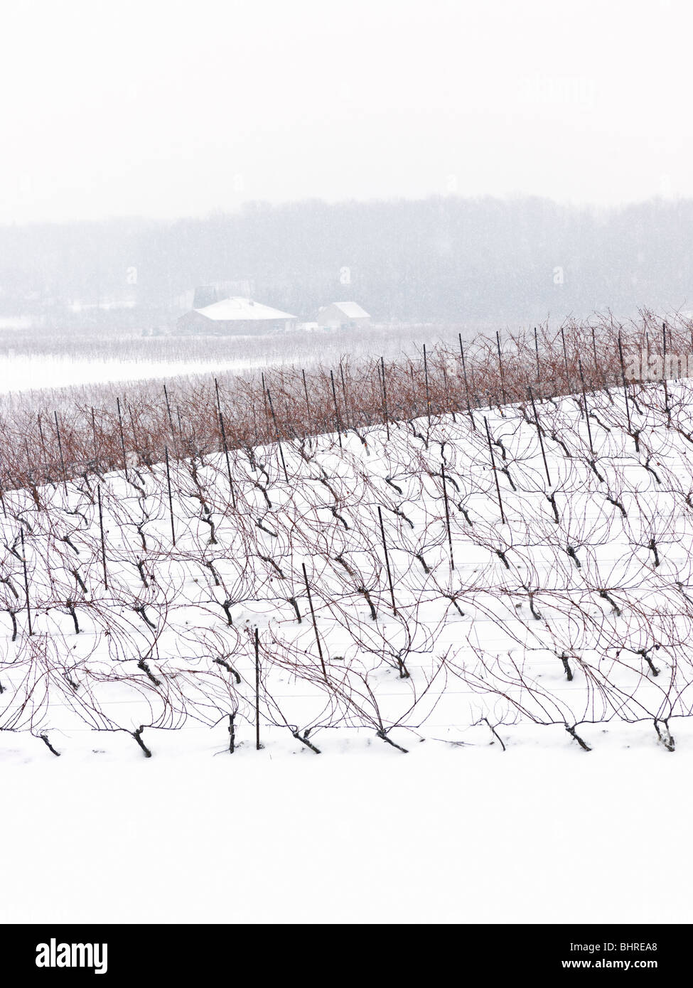 Canada,Ontario,Beamsville,Niagara Region, grape vineyard in winter Stock Photo