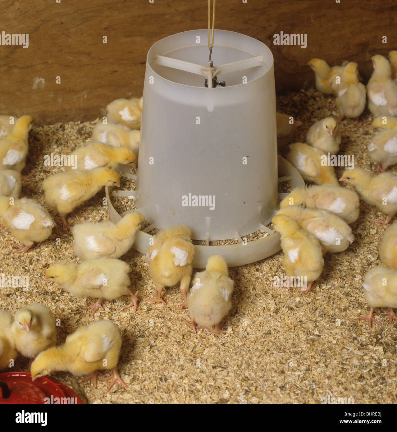 Seven day old broiler chicks in a chicken house Stock Photo