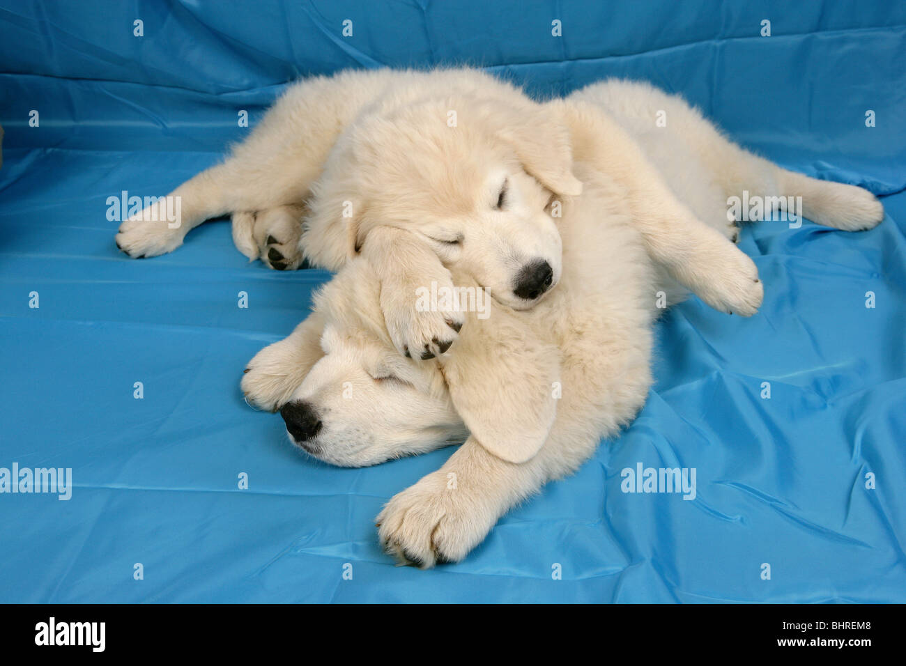 Golden Retriever dog - two puppies - sleeping Stock Photo