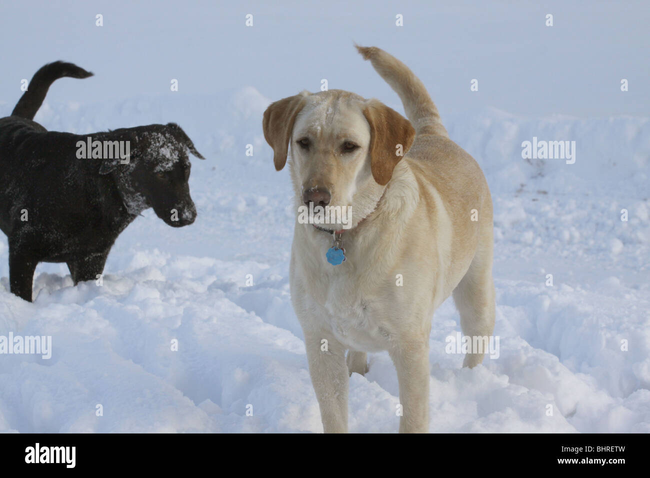 black white Labrador dogs snow play Stock Photo