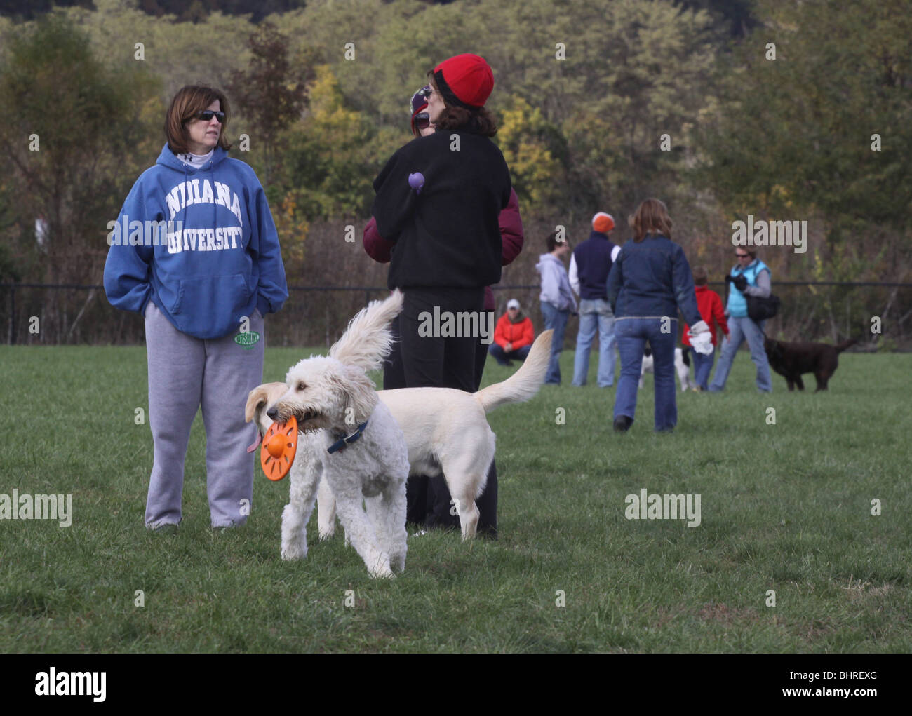 off leash dog park play ohio Stock Photo Alamy