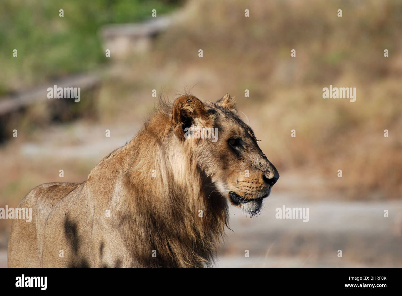 young male lion looking away Stock Photo Alamy