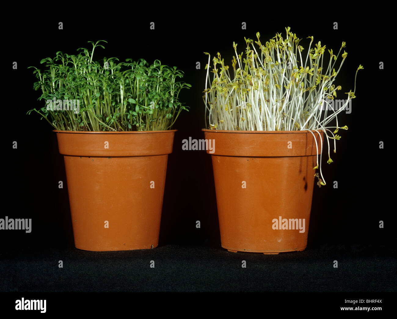 Response Of Cress To Growth In No Light Causing Etiolation And Stock response-of-cress-to-growth-in-no-light-causing-etiolation-and-stock