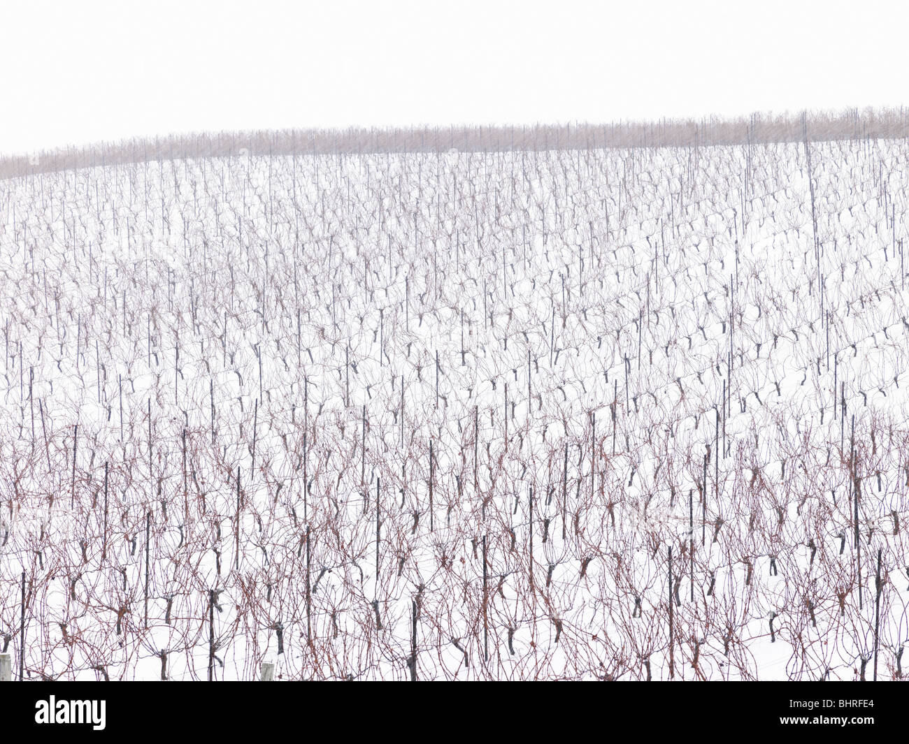 Canada,Ontario,Beamsville,Niagara Region, grape vineyard in winter Stock Photo
