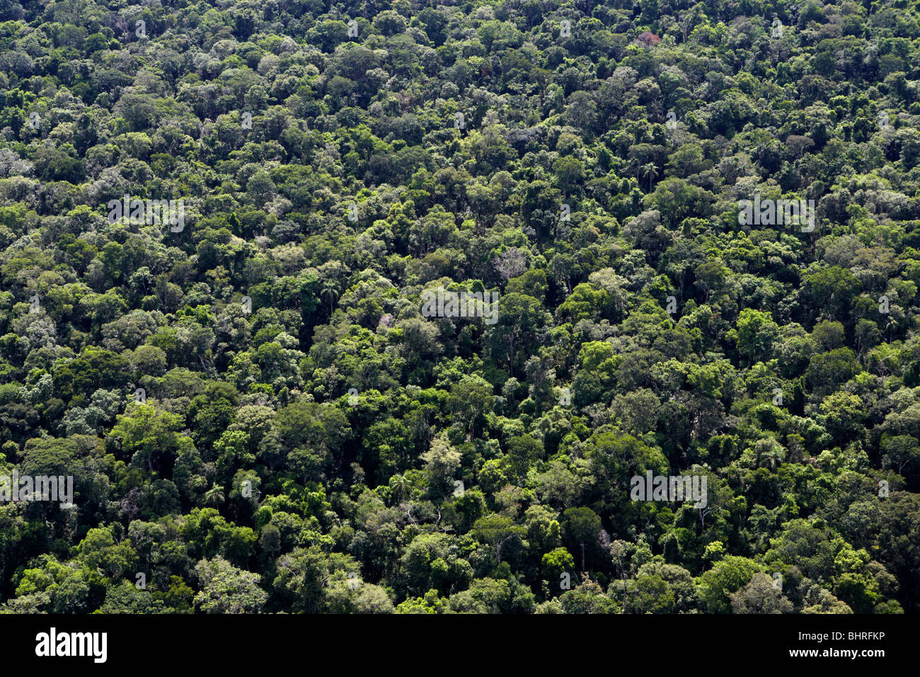 brazilian sub tropical rain forest iguacu parana brazil south america Stock Photo