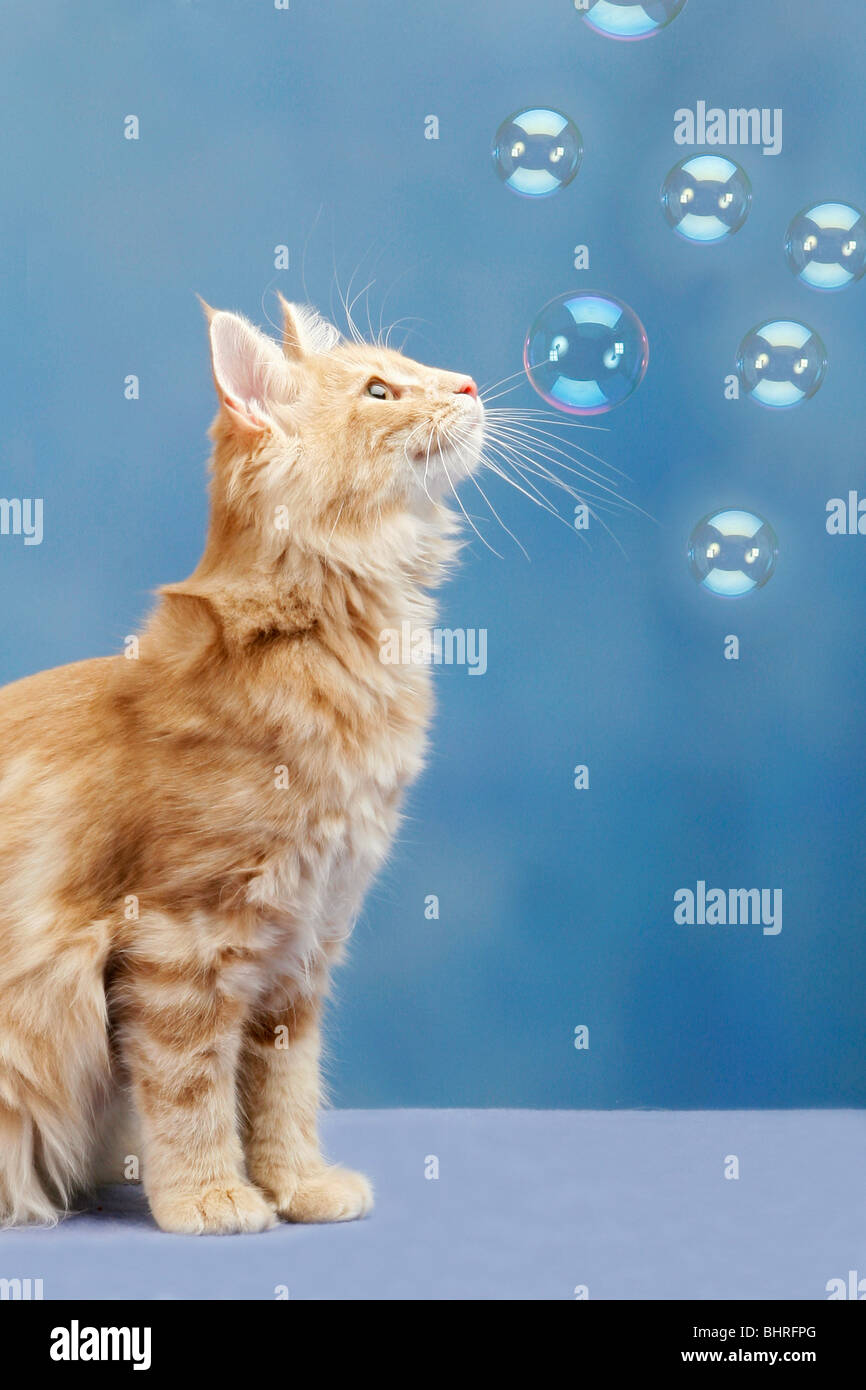 Norwegian Forest cat watching soap bubbles Stock Photo Alamy