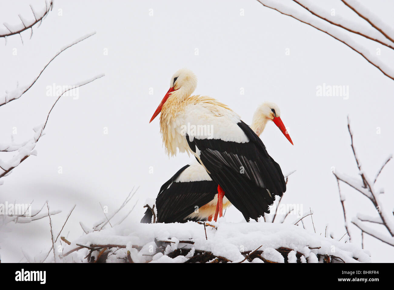Two storks standing in birds nest hi-res stock photography and images ...