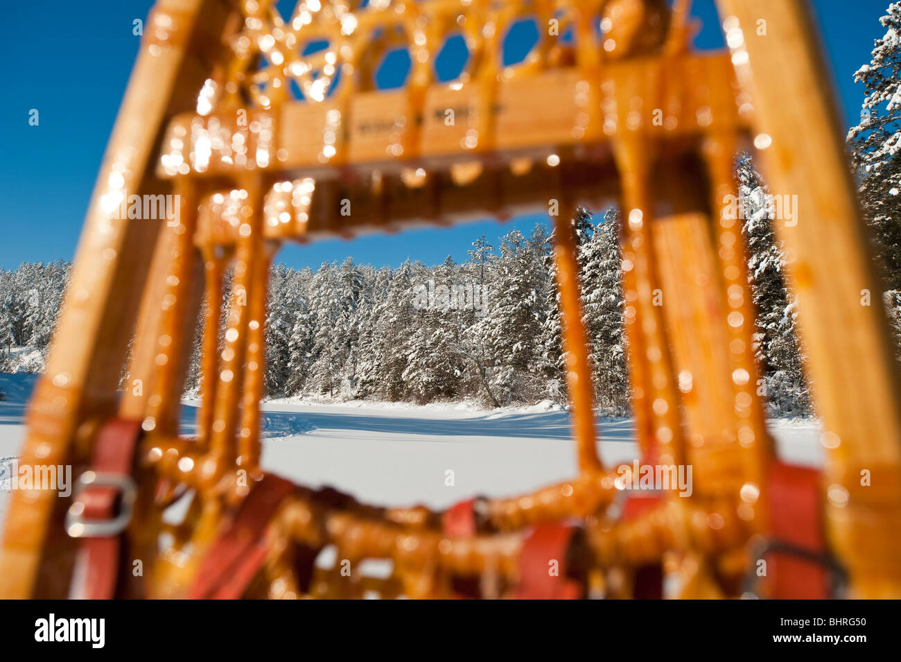 SNOW COVERED TREES FRAMED UP BY SNOWSHOES Stock Photo