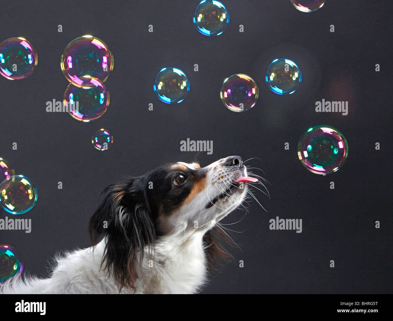 half breed dog watching soap bubbles Stock Photo Alamy