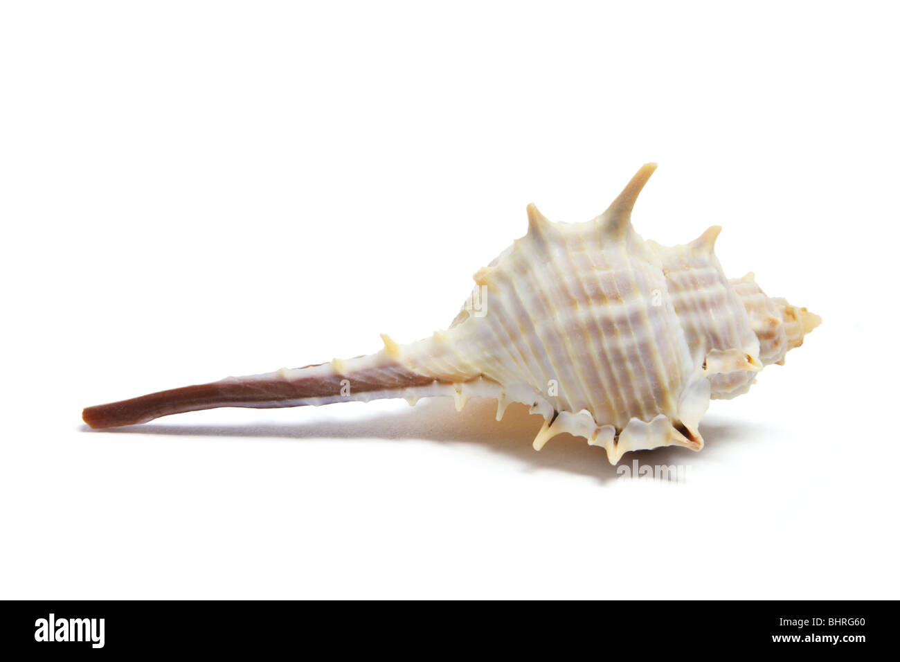 Spider Conch Shell Stock Photo - Alamy