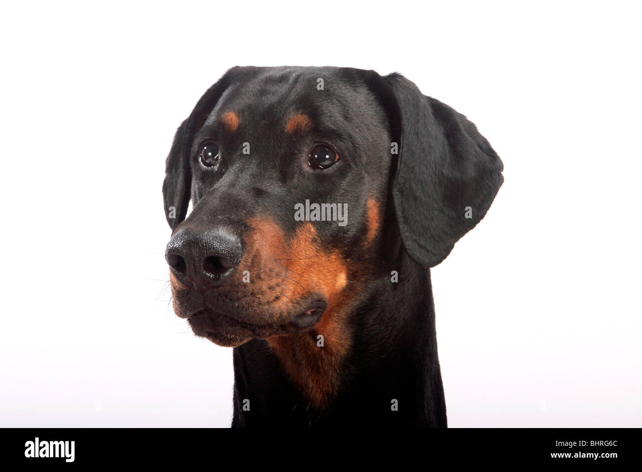 Dobermann dog (non docked ears) - portrait - cut out Stock Photo