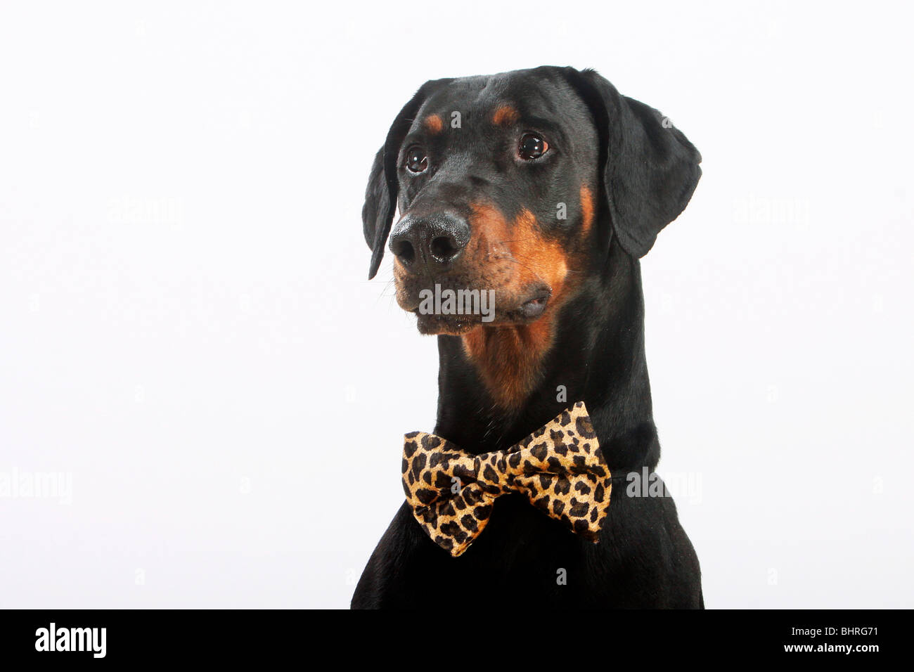 Dobermann dog (non docked ears) - with a bow - cut out Stock Photo