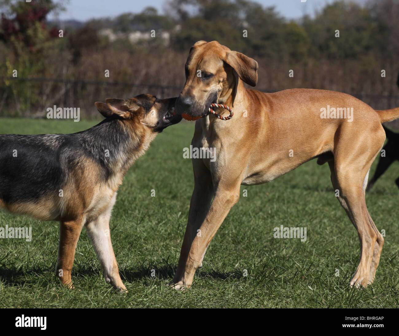dogs playing off leash dog park Stock Photo Alamy