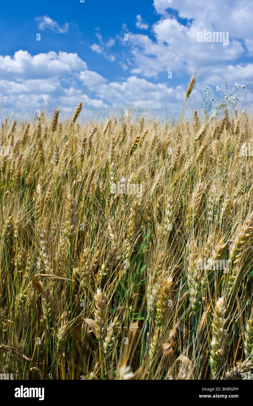 Wheat field under blue sky with white clouds Stock Photo - Alamy